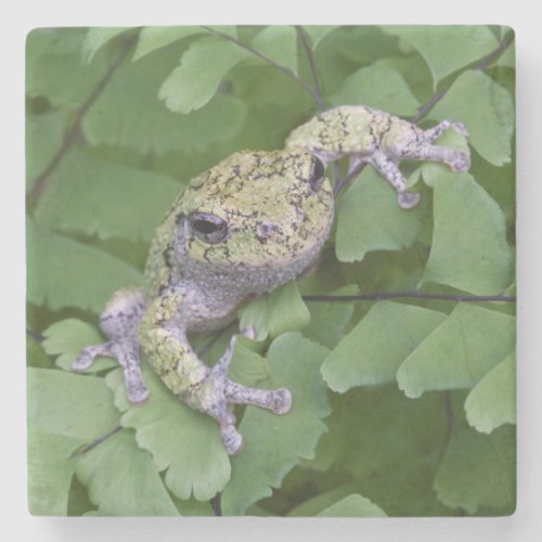 Gray tree frog on fern Canada Stone Coaster
