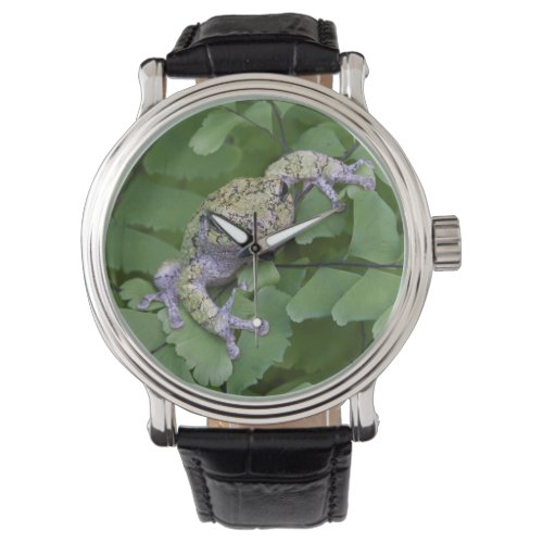 Gray tree frog on fern Canada Watch