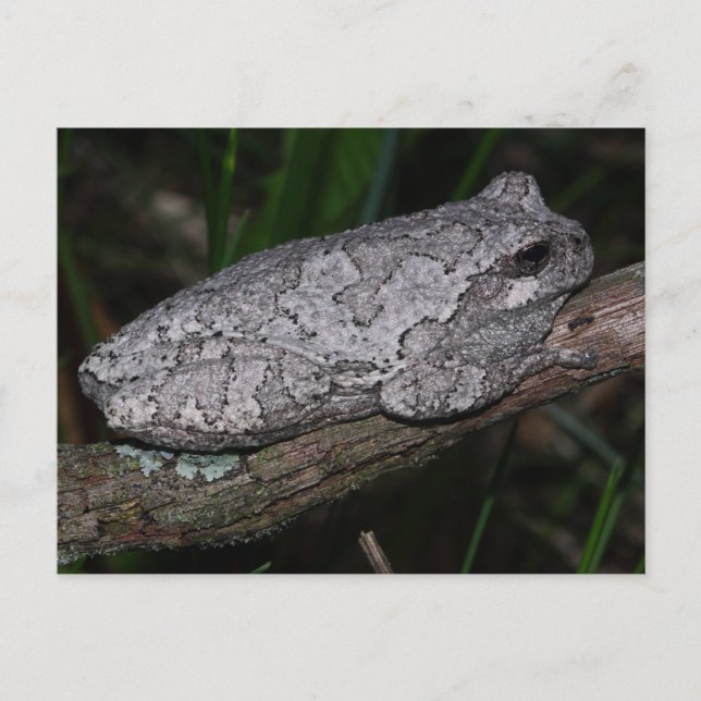 Gray Tree Frog Postcard (Front)