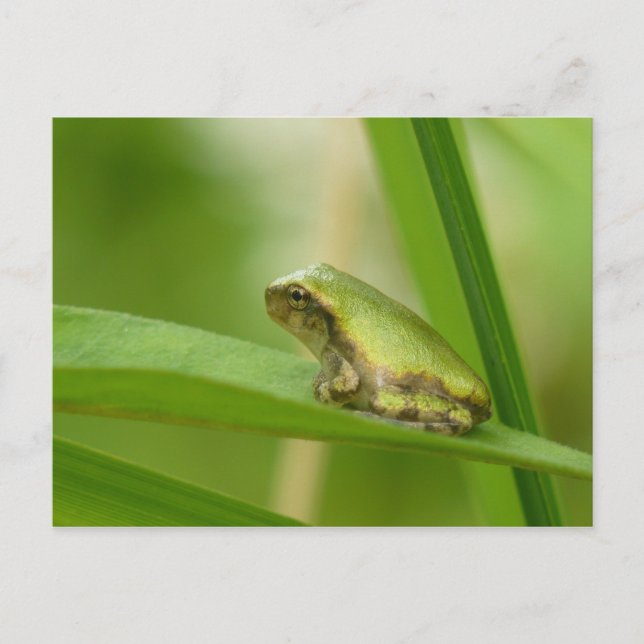Gray Tree Frog Postcard. Postcard (Front)