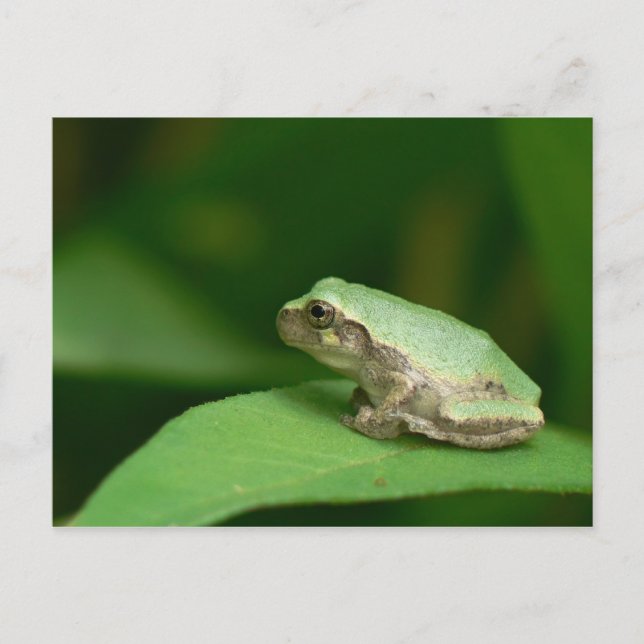 Gray Tree Frog Postcard. Postcard (Front)