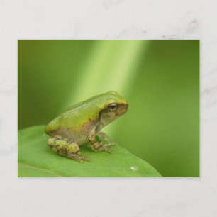 Gray Tree Frog Postcard. Postcard