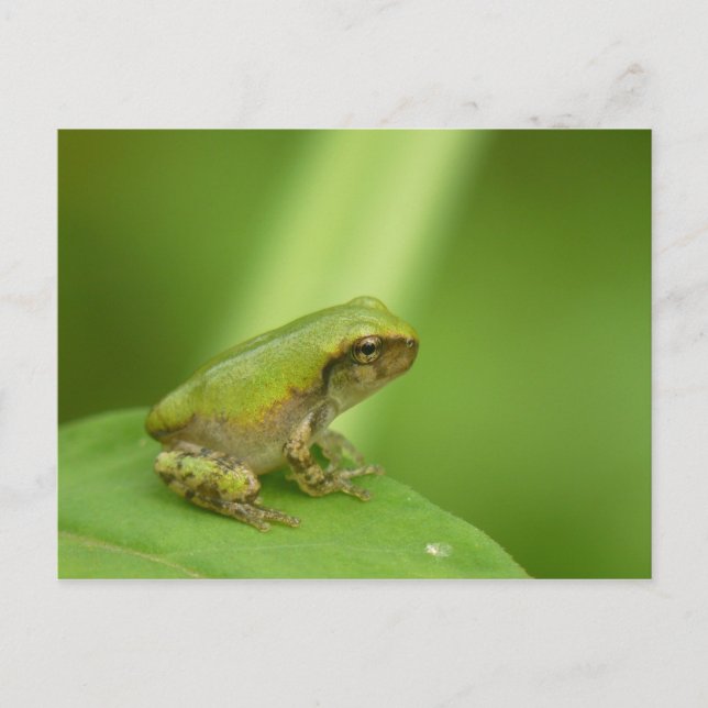 Gray Tree Frog Postcard. Postcard (Front)