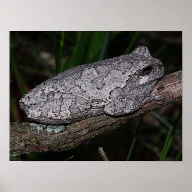 Gray Tree Frog Poster (Front)
