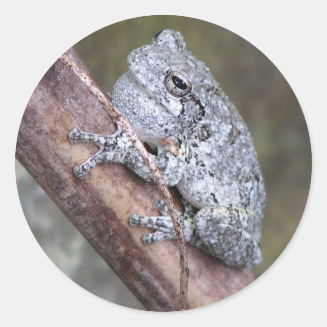Gray Tree Frog Sticker (Front)