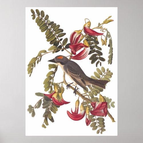 Gray Tyrant Kingbird Audubon Vintage Art Bookplate Poster
