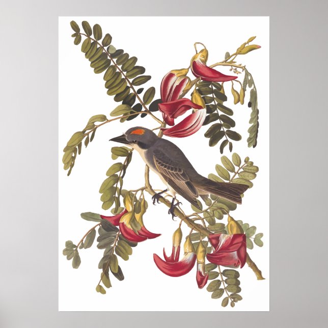 Gray Tyrant Kingbird Audubon Vintage Art Bookplate Poster (Front)