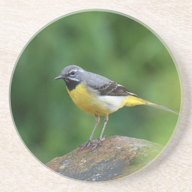 Gray Wagtail - bird Coaster (Front)