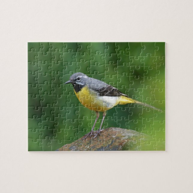 Gray Wagtail - bird Jigsaw Puzzle (Horizontal)