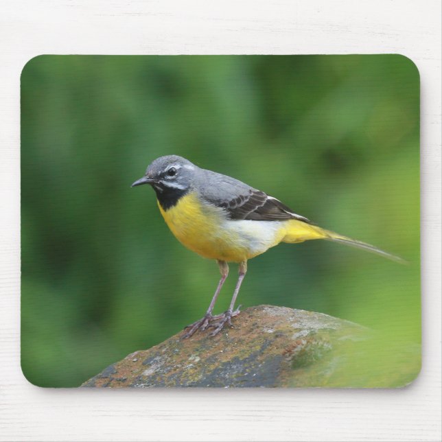 Gray Wagtail - bird Mouse Pad (Front)