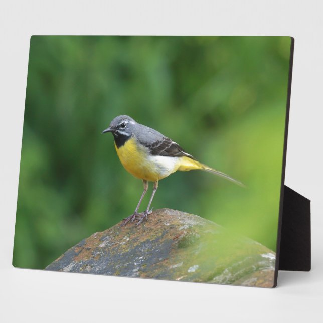 Gray Wagtail - bird Plaque (Side)