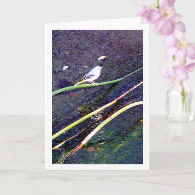 Gray Wagtail Portrait Card (Orchid)