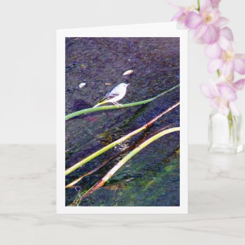 Gray Wagtail Portrait Card