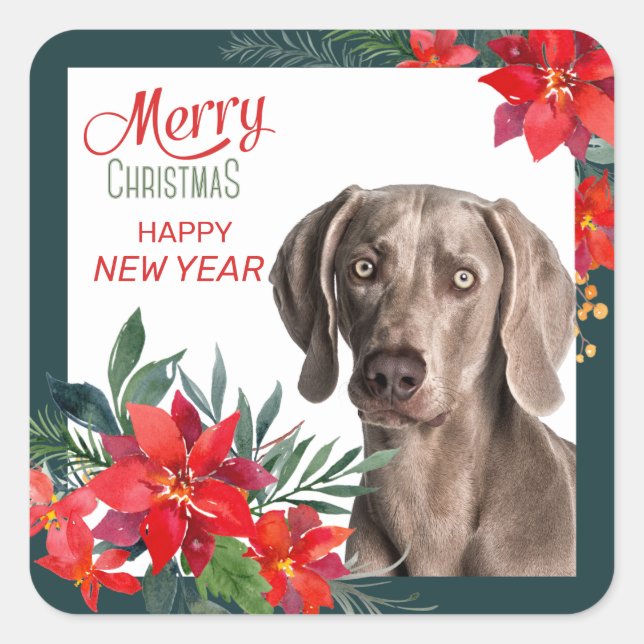 Gray Weimaraner Poinsettia Bouquet Christmas Square Sticker (Front)