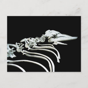 Gray Whale Fossil Postcard
