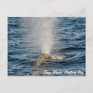 Gray Whale Post Card