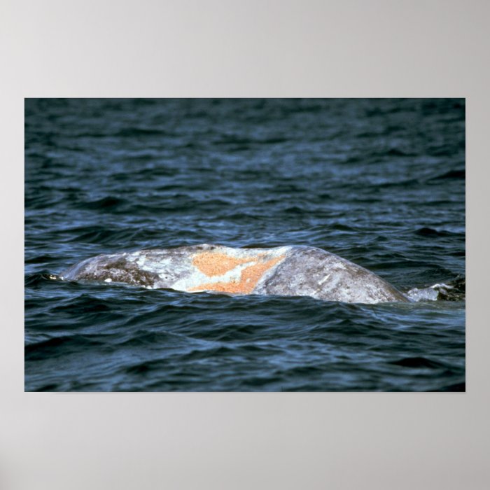 Gray whale posters