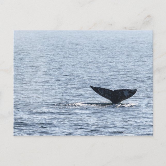 Gray Whale Tail Postcard (Front)