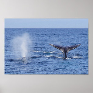 Gray Whales Tail Fluke and Blow - Print