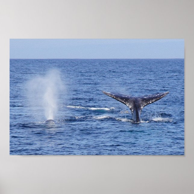 Gray Whales Tail Fluke and Blow - Print (Front)