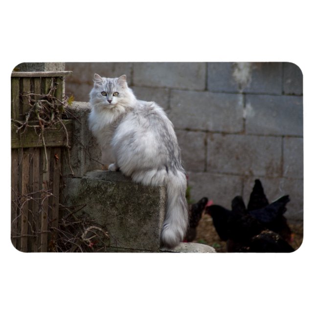 Gray-White Angora Cat Magnet (Horizontal)