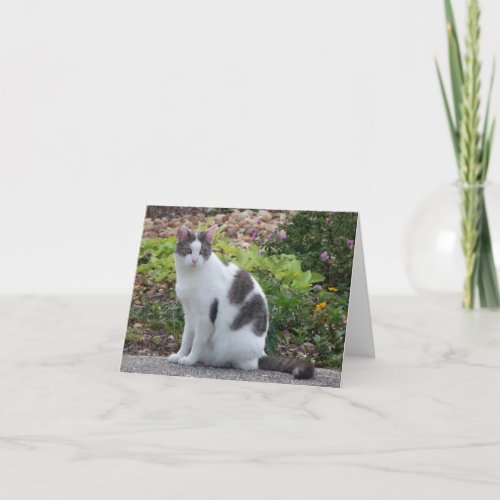 Gray White Cat Photo Folded Note Card