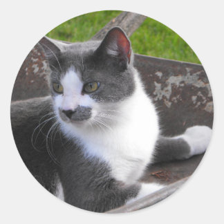 Gray & White Cat Sticker