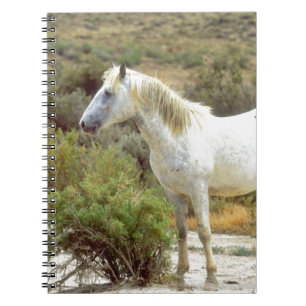 Gray Wild Horse, Rock Springs, Wyoming Notebook