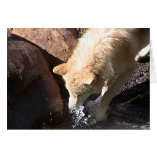 Gray Wolf (Front Horizontal)