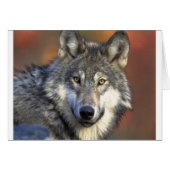 Gray Wolf (Front Horizontal)
