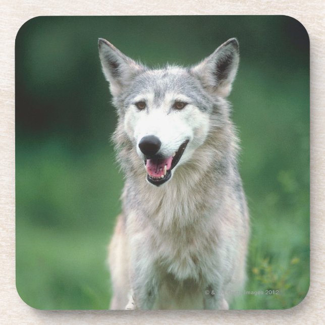 Gray wolf 2 coaster (Front)
