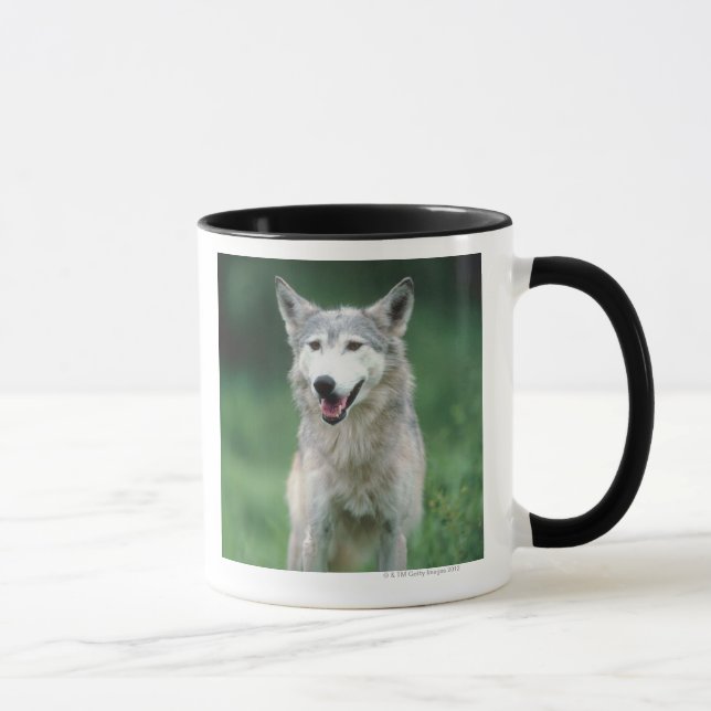 Gray wolf 2 mug (Right)