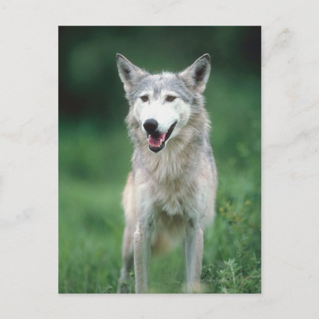 Gray wolf 2 postcard (Front)