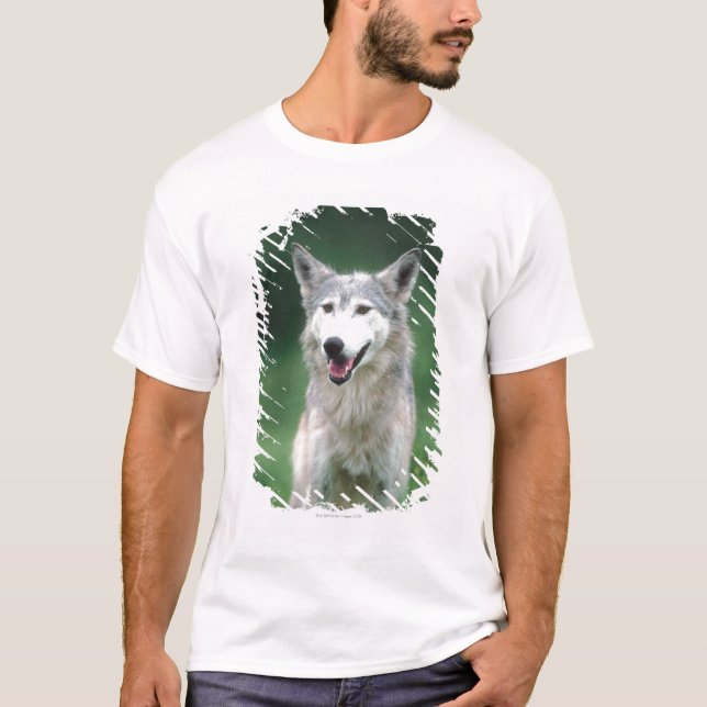Gray wolf 2 T-Shirt (Front)