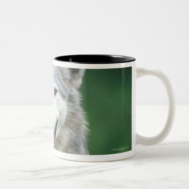 Gray wolf 2 Two-Tone coffee mug (Right)