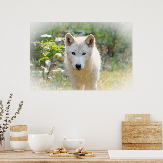 Gray Wolf, Animal Poster (Kitchen)