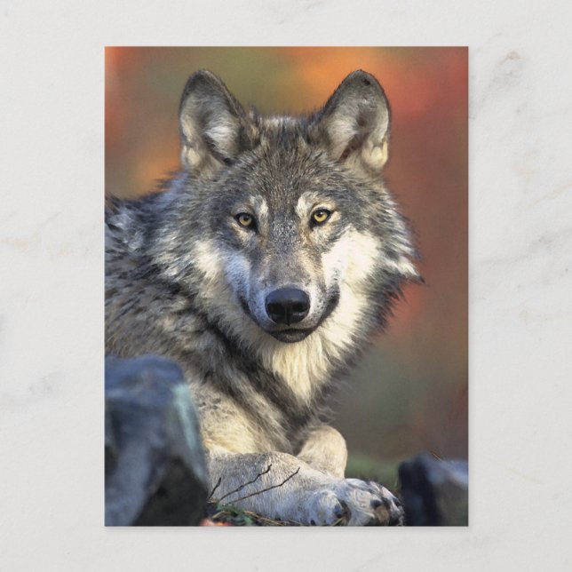Gray Wolf Art Postcard (Front)