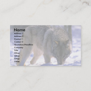Gray Wolf at edge of snowy forest, eye contact Business Card