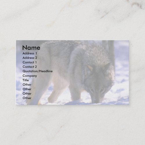 Gray Wolf at edge of snowy forest, eye contact Business Card Templates