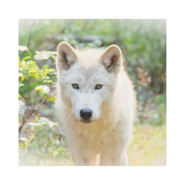 Gray Wolf, Beautiful Canine Photography  Metal Print (Front)