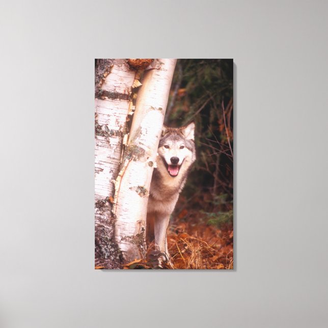 Gray Wolf Behind a Tree Canvas Print (Front)