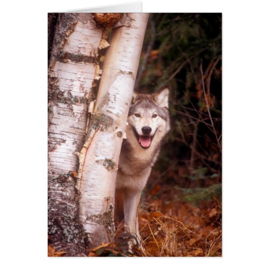 Gray Wolf Behind a Tree Cards (Front)