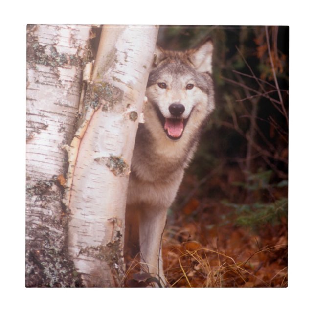 Gray Wolf Behind a Tree Ceramic Tile (Front)