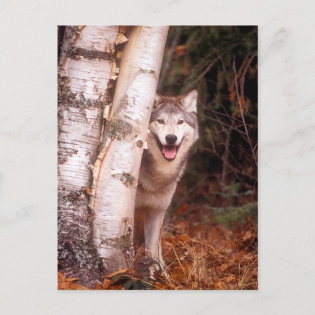 Gray Wolf Behind a Tree Postcard (Front)