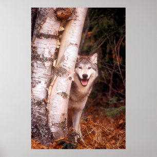 Gray Wolf Behind a Tree Poster