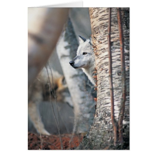 Gray Wolf Behind Tree Cards (Front)