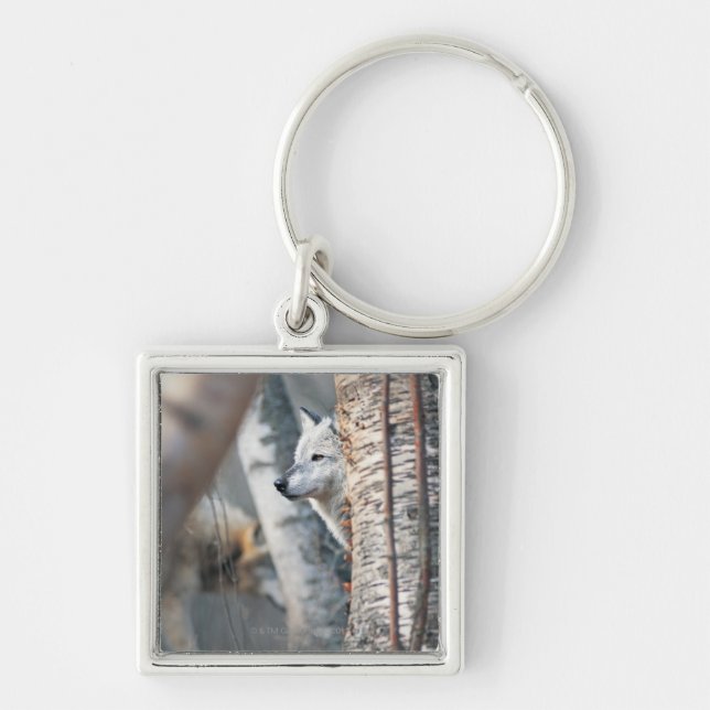 Gray Wolf Behind Tree Keychain (Front)