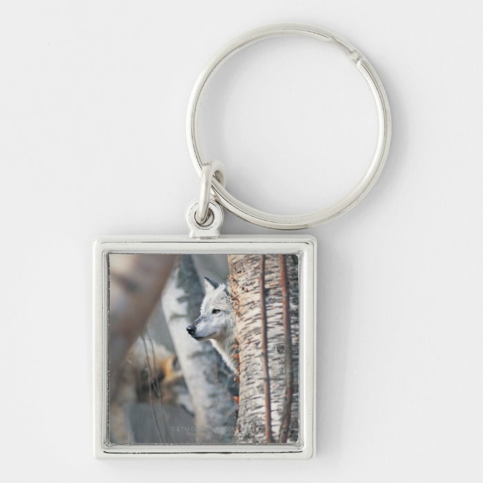 Gray Wolf Behind Tree Keychains