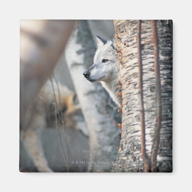 Gray Wolf Behind Tree Magnet (Front)
