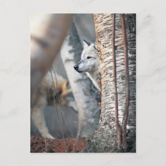 Gray Wolf Behind Tree Postcard (Front)